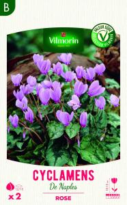 Cyclamen de Naples 